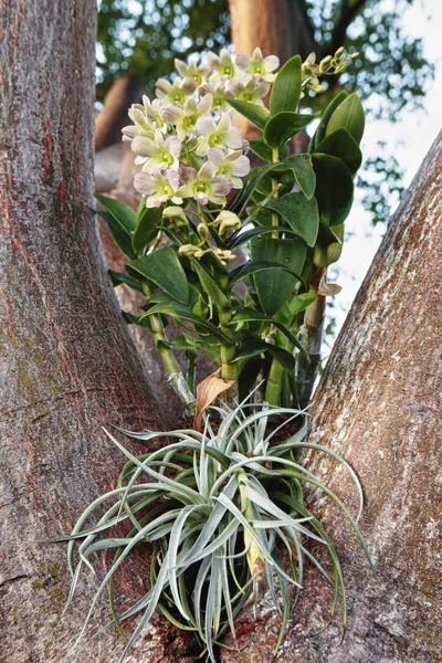 Orchid bloom on a tropical tree branch — Stock Photo, Image