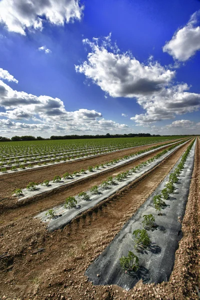 Filas de plantas de tomate —  Fotos de Stock