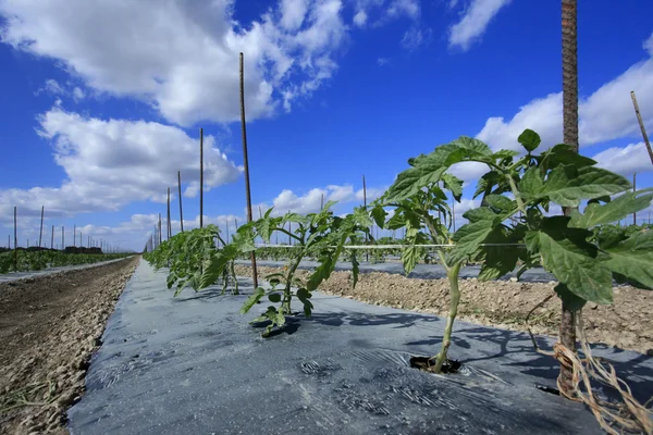 Champ de tomate vue — Photo