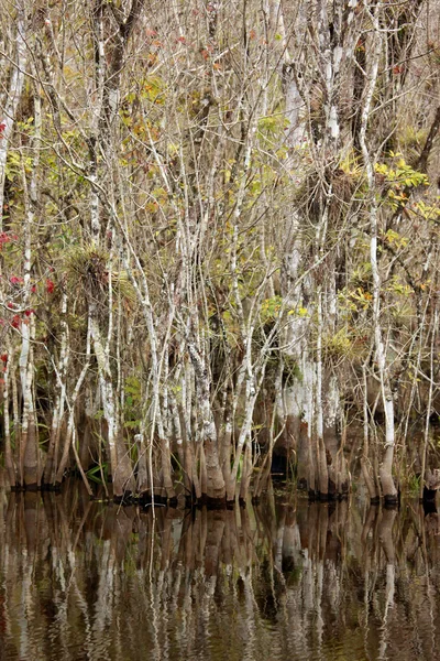 Kolorowe cyprys tekstury w everglades — Zdjęcie stockowe