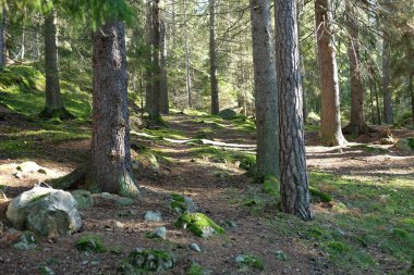 Orman olmak için harika bir yer. Güneş ışınları gizli yolu gösteriyor. Bir yeşillik patlaması. 