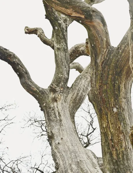 Funky-shaped trees with colorful texture on a cold winter snowy day.