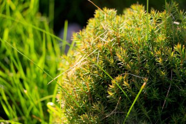 Güneşin altındaki güzel yeşil çalı
