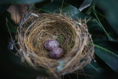 Ağacın dalında kuş yuvası. Paskalya için paskalya yumurtaları ile illüstrasyon.