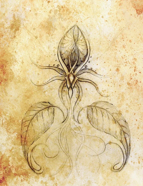 Pencil drawing on old paper. Ornamental flower. And sepia color. — Stock Photo, Image
