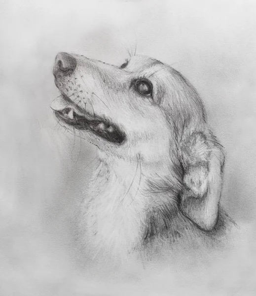 Dog pencil drawing on old paper, vintage paper. Dog portrait. — Stock Photo, Image