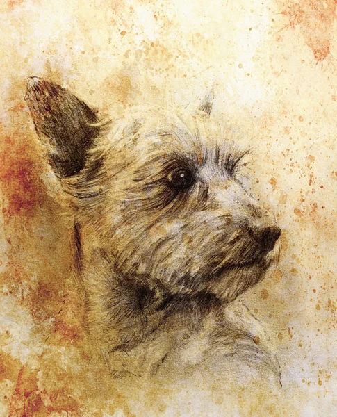 Disegno a matita di cane su carta vecchia, carta vintage e vecchia struttura con macchie di colore . — Foto Stock