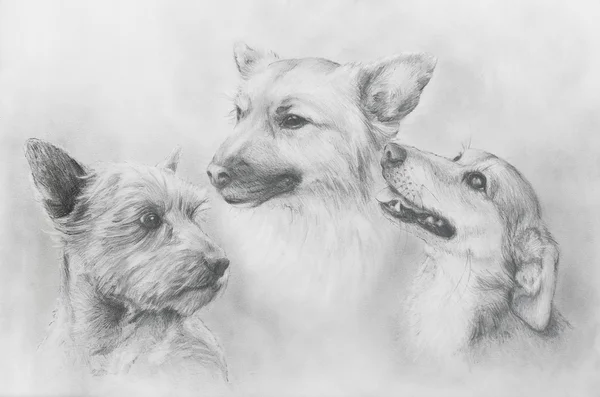 Dogs pencil drawing on old paper, Dogs portrait. Dog portrait.