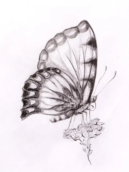 Cómo dibujar una mariposa