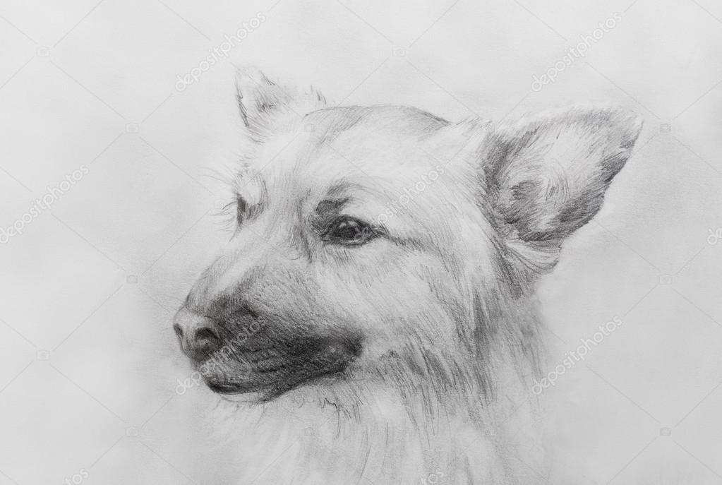 Ołówek Pies Rysunek Na Stary Papier Wzór Papieru Portret