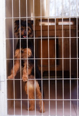 sevimli köpek köpek barınağı behing gitter sapmış.