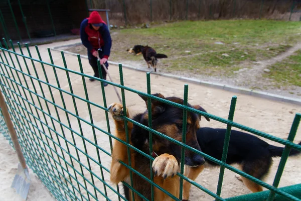 Köpek barınağı köpekler çifti bir adam ile günlük rutin işleri. — Stok fotoğraf