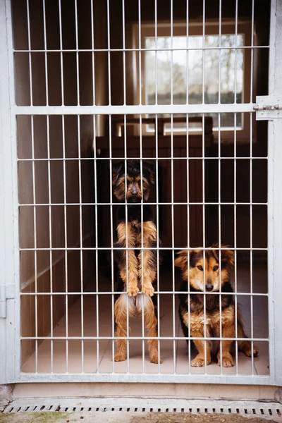 Dois cães vagabundos bonitos no abrigo do cão . — Fotografia de Stock