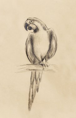 papağan eski kağıt, vintage kağıt üzerine çizim kalem.