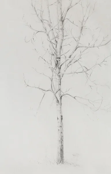 Pencil drawing birch on old paper background. — Stock Photo, Image