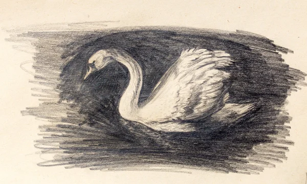Lápiz dibujo cisne sobre fondo de papel viejo . — Foto de Stock