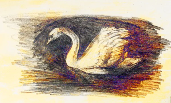 Dessin au crayon cygne sur fond vieux papier . — Photo