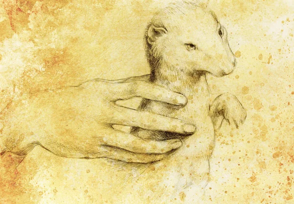 Drawing according Leonaqrdo daVinci , detail with hand touching stoat — Stock Photo, Image