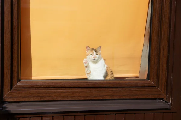 Kucing yang menggemaskan menyapa dengan cakar iklan berita . — Stok Foto