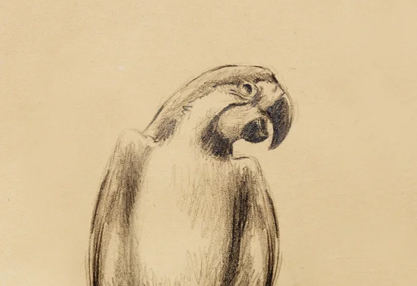 Малюнок олівця папуга на старому папері, вінтажний папір . — стокове фото