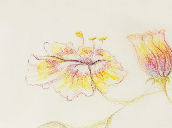 Colore disegno fiore. Mano originale disegnare su carta . — Foto Stock