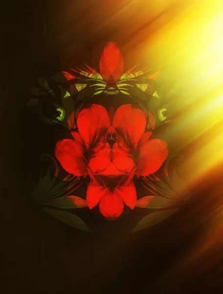 Κόκκινο λουλούδι σε μαύρο φόντο. Ζωγραφική και κολάζ ηλεκτρονικών υπολογιστών. — Φωτογραφία Αρχείου