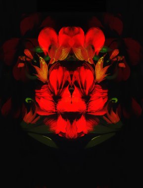 Siyah arka planda kırmızı çiçek. Resim ve bilgisayar kolajı.
