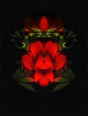 Siyah arka planda kırmızı çiçek. Resim ve bilgisayar kolajı.