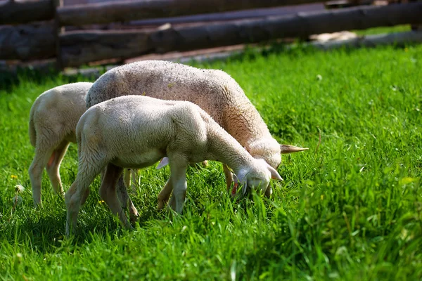 Små lamm betar på en vacker grön äng. — Stockfoto