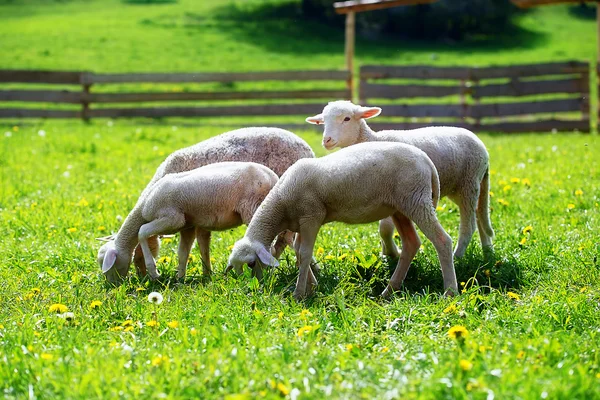 Kis bárányok legelnek egy gyönyörű zöld réten pitypanggal.. — Stock Fotó