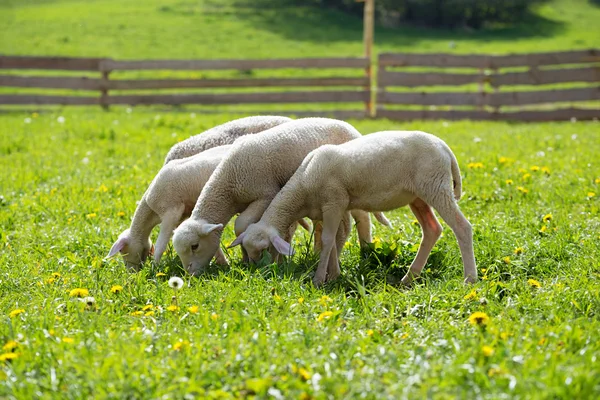 Corderitos pastando en un hermoso prado verde con diente de león. — Foto de Stock