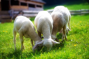Güzel yeşil bir çayırda karahindiba ile otlayan küçük kuzular..