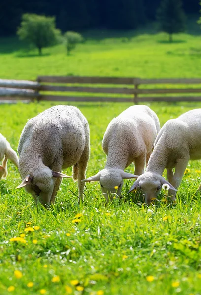 Corderitos pastando en un hermoso prado verde con diente de león. — Foto de Stock