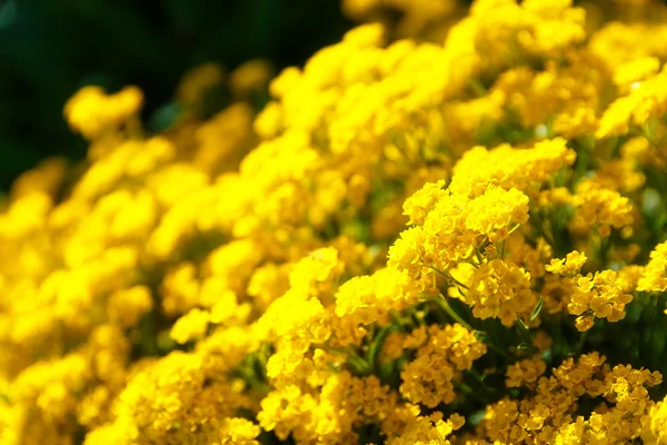 漂亮的黄色园林花卉和模糊背景. — 图库照片