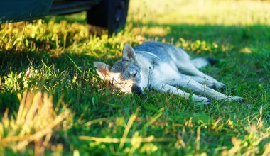 Kurt köpek karavan araba gölgesi bir çayır üzerinde rahat dinlenme evcil. Çekoslovak çoban.