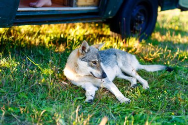 Kurt köpek karavan araba gölgesi bir çayır üzerinde rahat dinlenme evcil. Çekoslovak çoban.