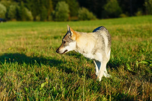 Εξημερωμένα σκύλου wolf σε ένα λιβάδι. Τσεχοσλοβάκικη ποιμένας. — Φωτογραφία Αρχείου