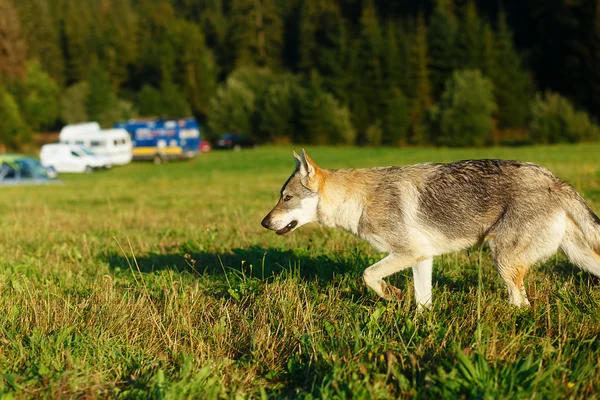 Λύκος πλησιάζει τόπος τροχόσπιτο κάμπινγκ στο wildniss. — Φωτογραφία Αρχείου
