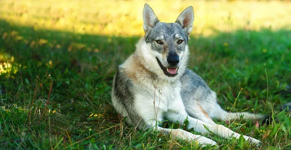 Domesticated wolf dog resting relaxed on a meadow. Czechoslovakian shepherd. Eye contact. — Stock Photo, Image