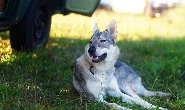 Cão lobo domesticado descansando relaxado em um prado na sombra do carro caravana . — Fotografia de Stock
