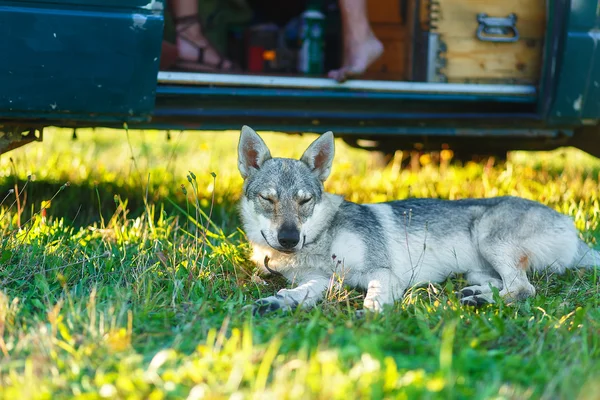 Εξημερωμένα σκυλί λύκων ακουμπά χαλαροί σε ένα λιβάδι στην σκιά του caravan αυτοκινήτου. Τσεχοσλοβάκικη ποιμένας. — Φωτογραφία Αρχείου