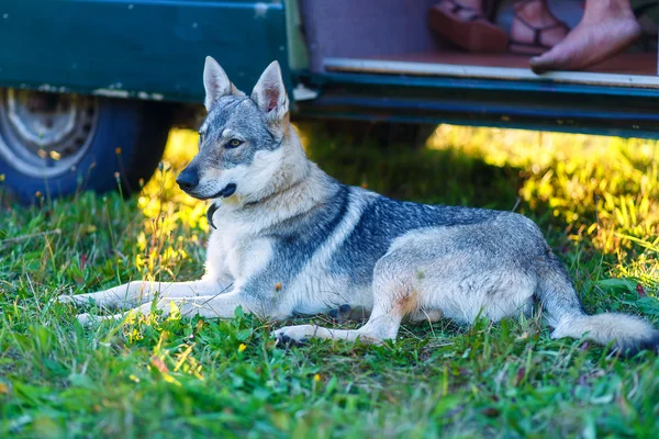 Chien loup domestiqué reposant détendu sur une prairie à l'ombre d'une caravane. Berger tchécoslovaque . — Photo