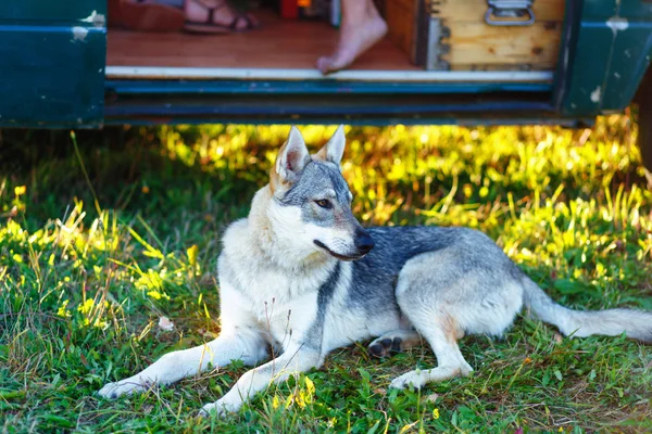 Домашняя волчья собака отдыхает на лугу в тени караванной машины. Чехословацкий пастух . — стоковое фото