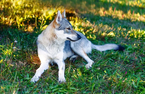 Εξημερωμένα σκυλί λύκων ακουμπά χαλαροί σε ένα λιβάδι. Τσεχοσλοβάκικη ποιμένας. — Φωτογραφία Αρχείου