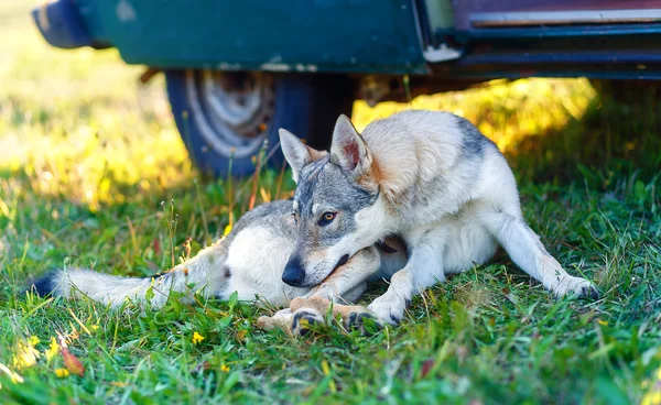 Εξημερωμένα σκυλί λύκων ακουμπά χαλαροί σε ένα λιβάδι στην σκιά του caravan αυτοκινήτου. Τσεχοσλοβάκικη ποιμένας. — Φωτογραφία Αρχείου