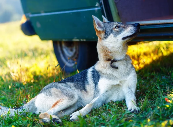 domesticated wolf dog resting relaxed on a meadow in shadow of caravan car. Czechoslovakian shepherd.