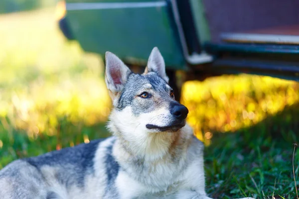Domesticated wolf dog resting relaxed on a meadow in shadow of caravan car. Czechoslovakian shepherd. — Stock Photo, Image