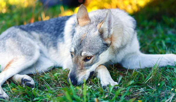 Chien loup domestiqué reposant détendu sur une prairie . — Photo