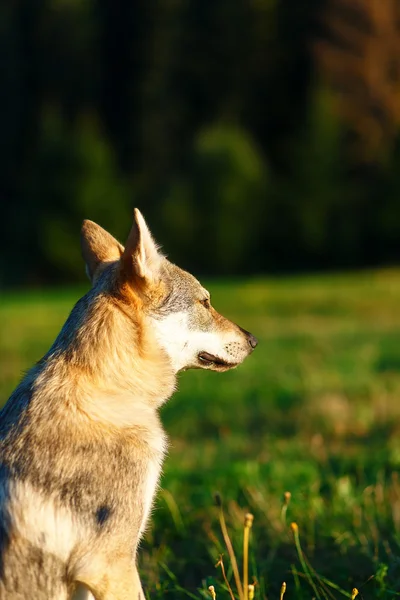 家养的狼狗在一片草地上。捷克斯拉夫的牧羊人. — 图库照片