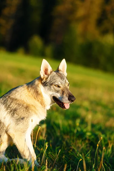 Εξημερωμένα σκύλου wolf σε ένα λιβάδι. Τσεχοσλοβάκικη ποιμένας. — Φωτογραφία Αρχείου